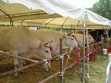 FieraBestiane (51)